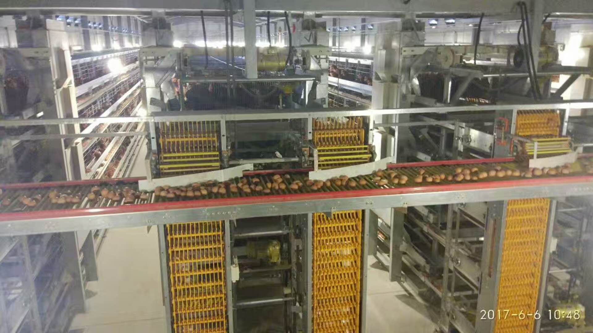 泰安自动化集蛋系统