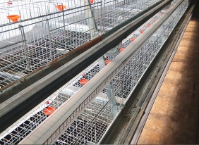 河池蛋鸡养殖饮水系统