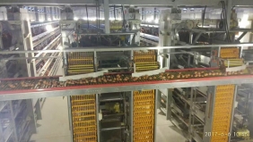 盐城自动化集蛋系统